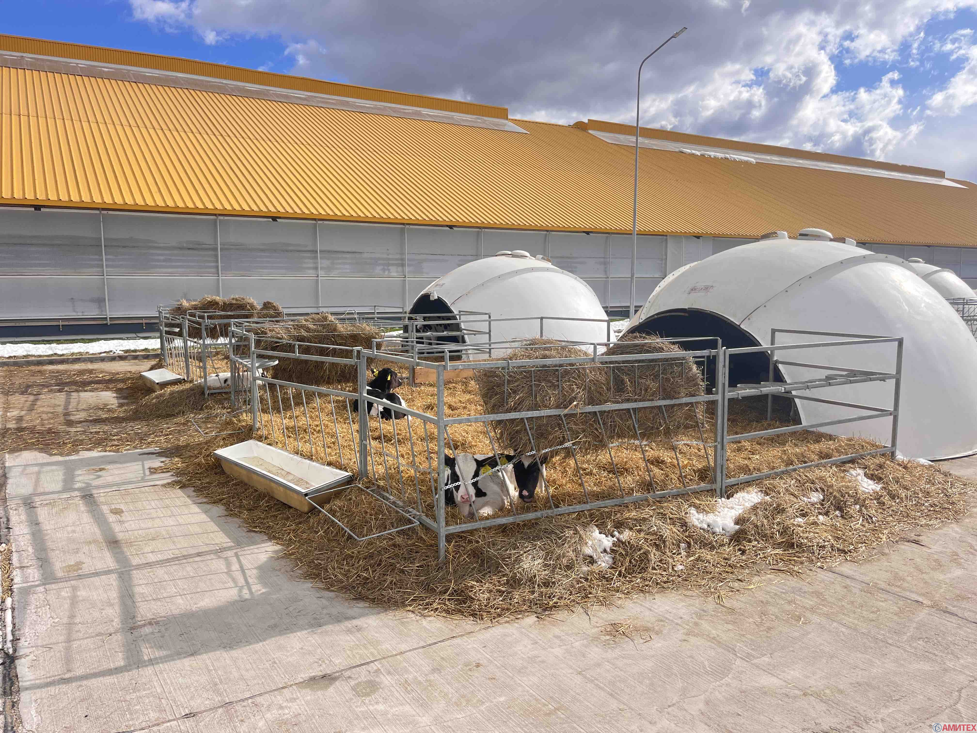 Групповой домик для телят