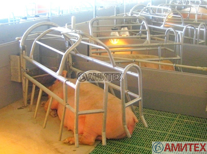 Станок горячецинкованный для свиноматки угловой