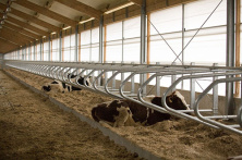 Стойловое оборудование для коров