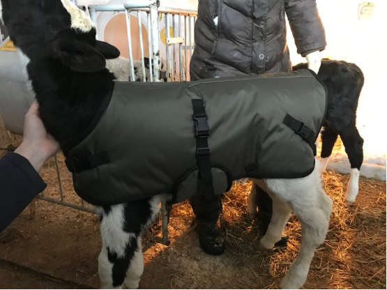 Попона для телят